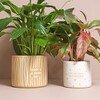 YOU CAN GROW YOUR OWN WAY PLANTER